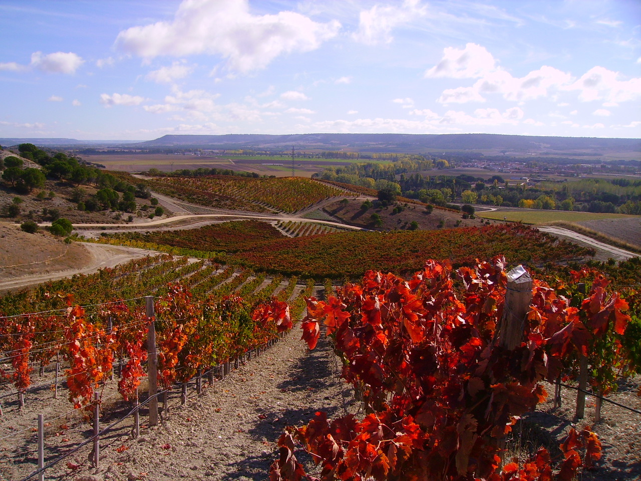 quinta-sardonia-vineyards